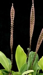 Bulbophyllum purpureorhachis