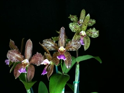 Cattleya schofieldiana