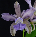 Cattleya Leoloddiglossa 'Exotic Orchids' AM/AOS