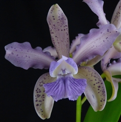 Cattleya Leoloddiglossa 'Exotic Orchids' AM/AOS