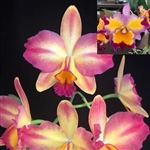 Rth. Pacific Sunset 'Strawberry Sundae' x Dick Smith 'Paradise'