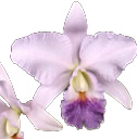 Cattleya Yukiko Furuyama (gaskelliana var. coerulea x walkeriana var. coerulea)