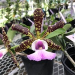 Cattleya aclandiae v. coerulea