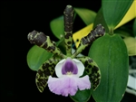 Cattleya aclandiae v. coerulea