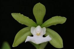 Cattleya aclandiae v. alba