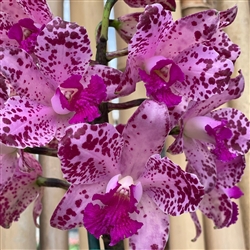 Cattleya amethystoglossa 'XXX'