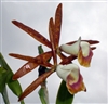 Cattleya araguaiensis
