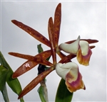 Cattleya araguaiensis