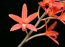 Cattleuya aurantiaca