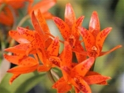 Cattleya aurantiaca â€˜Orange Spotsâ€™