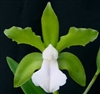 Cattleya bicolor v. alba 'Armageddon' AM/AOS x self