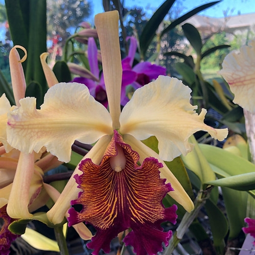 ［洋蘭原種］C. dowiana v. aurea Cattleya dowiana v. aurea