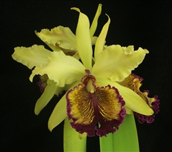 Cattleya dowiana v. aurea