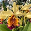 Cattleya dowiana v. aurea