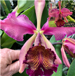 Cattleya dowiana var. rosita