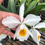 Cattleya eldorado v. alba