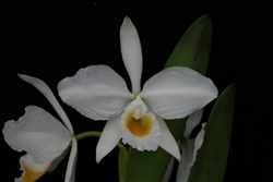 Cattleya eldorado v. alba