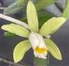 Cattleya forbesii