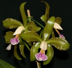 Cattleya granulosa 'Green'