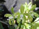 Cattleya guttata var. alba