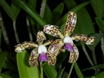 Cattleya guttata var. coerulea