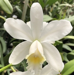 Cattleya harrisoniana v. pearla 'Valley Isle'