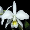 Cattleya jenmanii v. alba