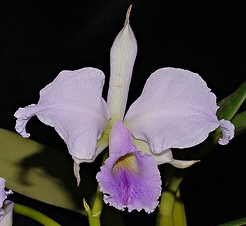 Cattleya jenmanii var. coerulea