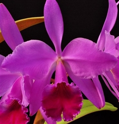 Cattleya jenmanii v. rubra