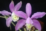 Cattleya kerrii