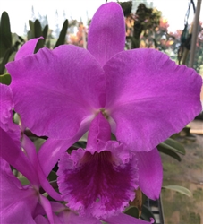 Cattleya labiata