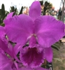 Cattleya labiata 'Linden Burzel' x 'Exotic Orchids'