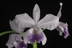 Cattleya labiata v. coerulea