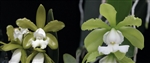 Cattleya leopoldii v. alba x aclandiae v. alba