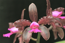 Cattleya leopoldii 'Valley Isle Sentinel'