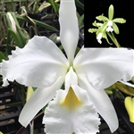 Cattleya leopoldii v. alba 'Green Forest' x warscewiczii v. alba