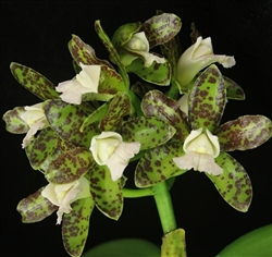 Cattleya leopoldii v. albescens