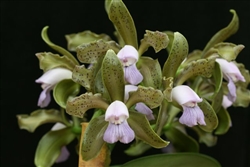 Cattleya leopoldii v. coerulea