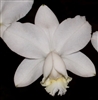 Cattleya loddigesii v. alba 'Snow Owl'