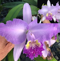 Cattleya lueddemanniana v. coerulea