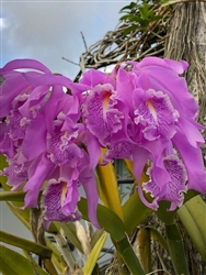 Cattleya maxima 'Dark Pink'