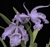 Cattleya maxima 'Deep Blue'