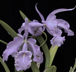 Cattleya maxima 'Deep Blue'