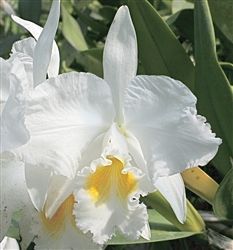 Cattleya mossiae v. alba 'Caliman'