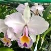 Cattleya quadricolor