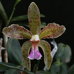 Cattleya schofieldiana 'Phoenix'