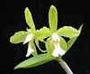 Cattleya schofieldiana v. alba