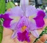 Cattleya trianae peloric â€˜Cunaâ€™