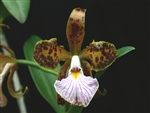 Cattleya velutina