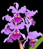 Cattleya warscewiczii var. sanderiana